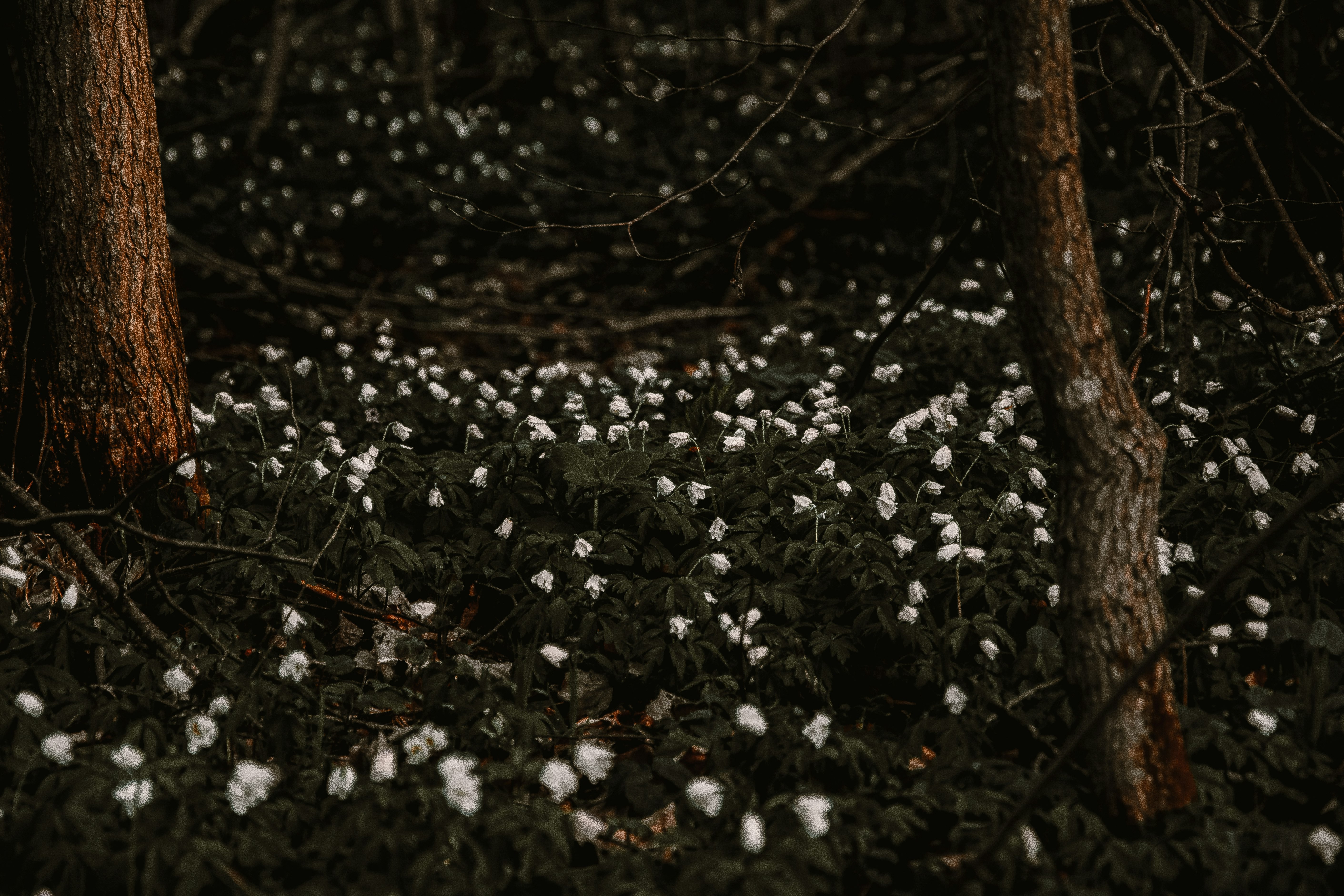 white petaled flower field